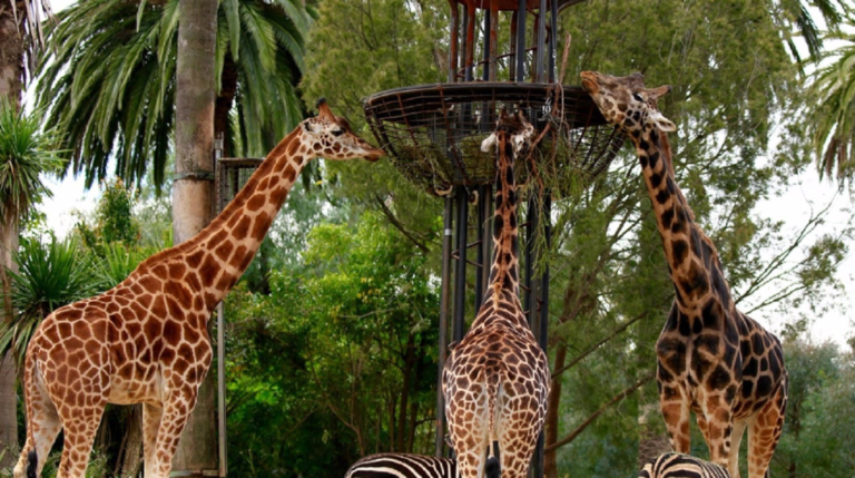 zoos victoria membership